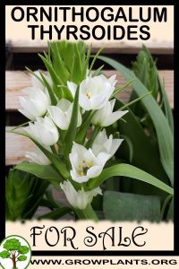 Ornithogalum thyrsoides for sale