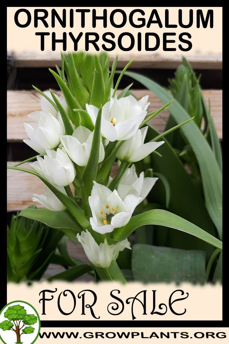 Ornithogalum thyrsoides