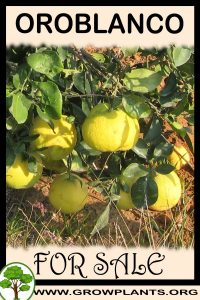Oroblanco for sale