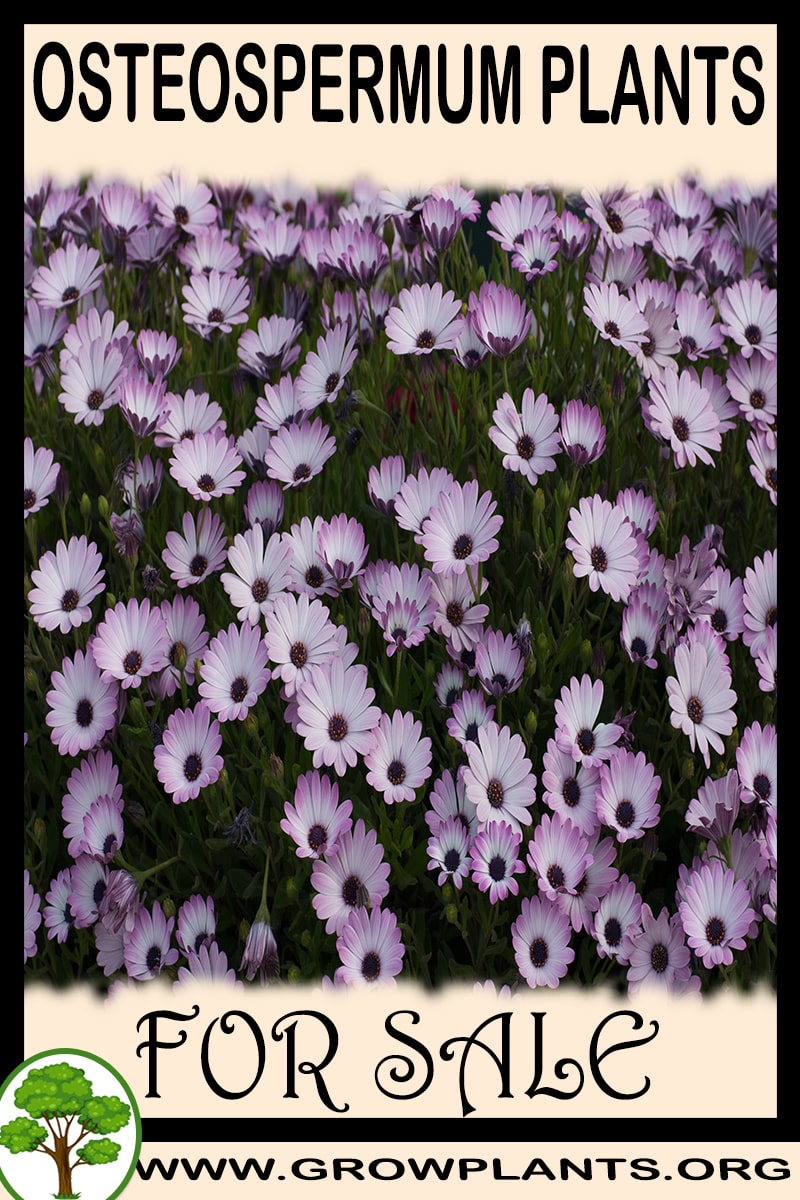 Osteospermum plants