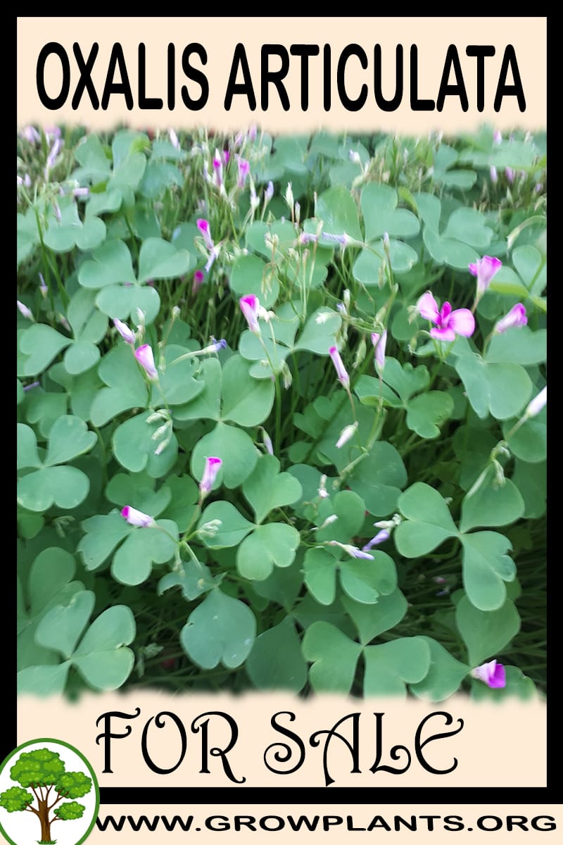 Oxalis articulata
