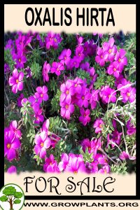 Oxalis hirta for sale