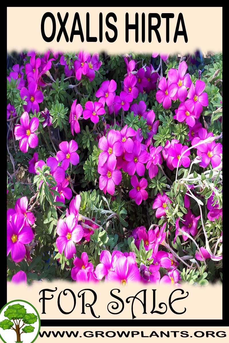 Oxalis hirta
