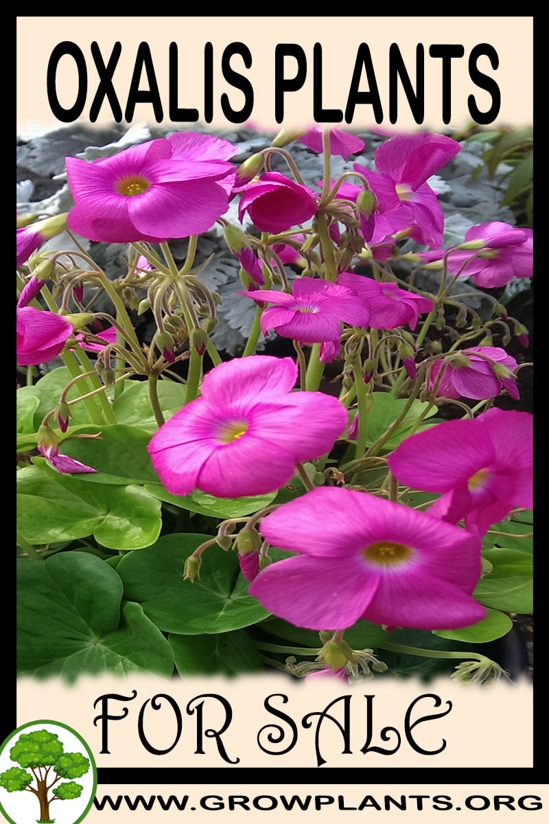 Oxalis plants