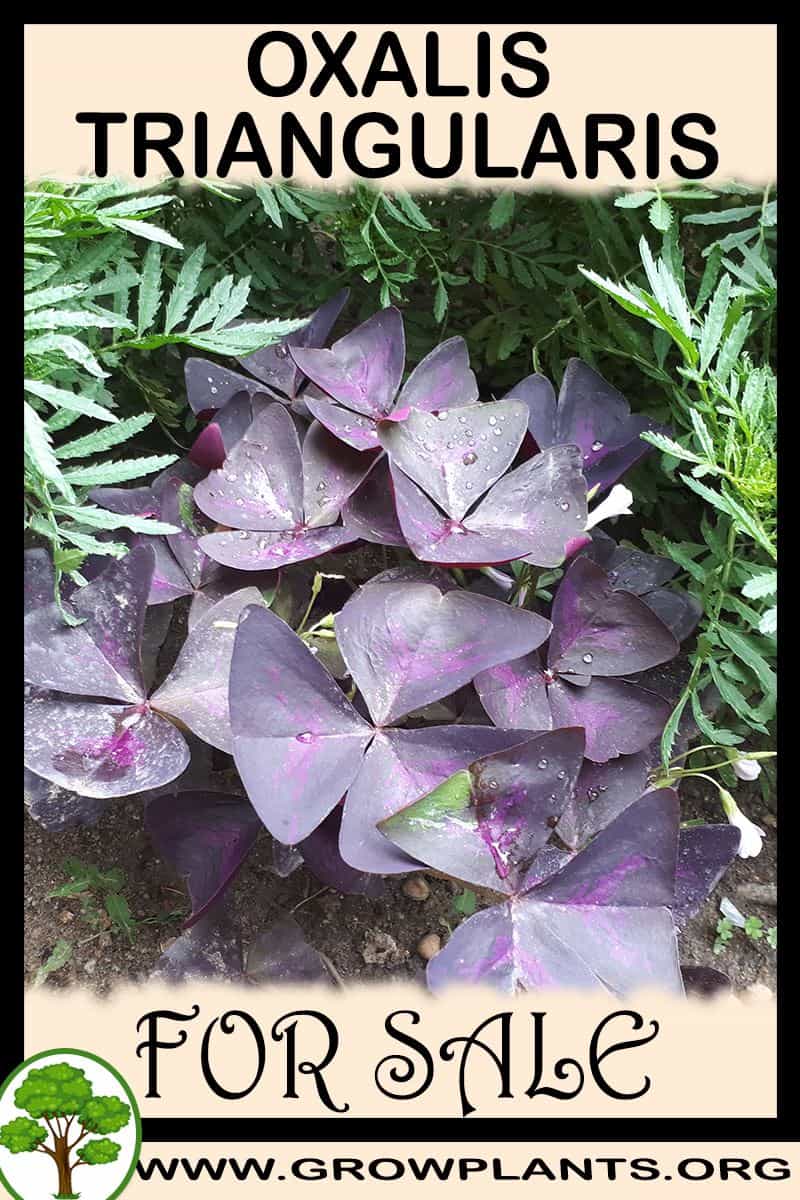 Oxalis triangularis