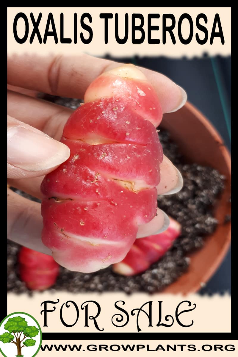 Oxalis tuberosa