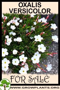 Oxalis versicolor for sale