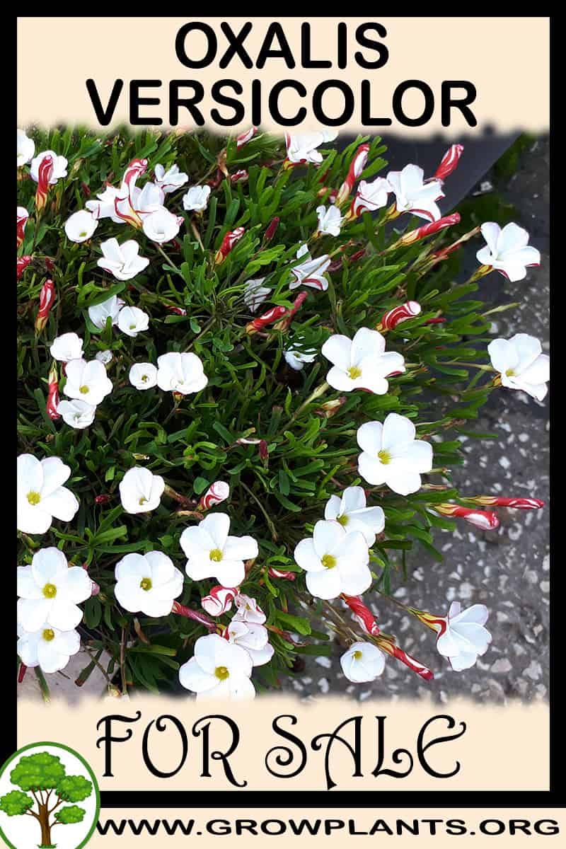 Oxalis versicolor