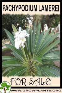 Pachypodium lamerei for sale