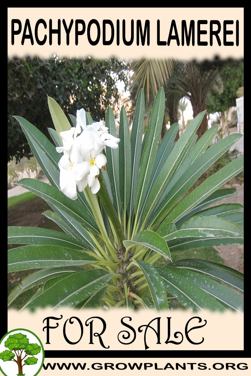 Pachypodium lamerei