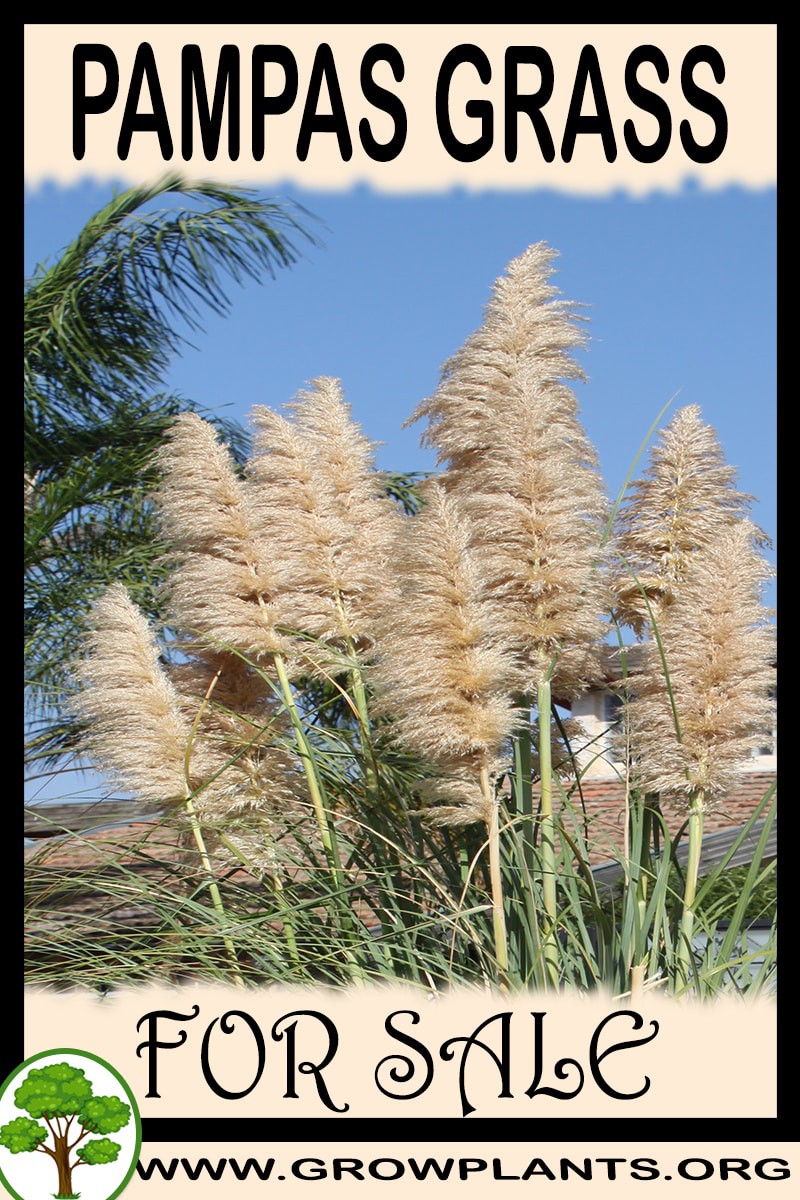 Pampas grass