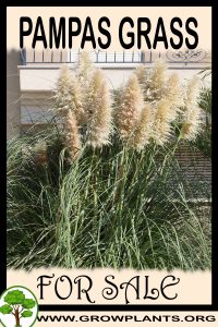 Pampas grass plants for sale