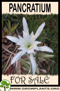 Pancratium for sale