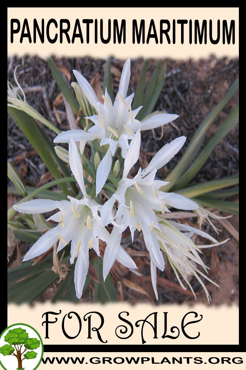 Pancratium maritimum
