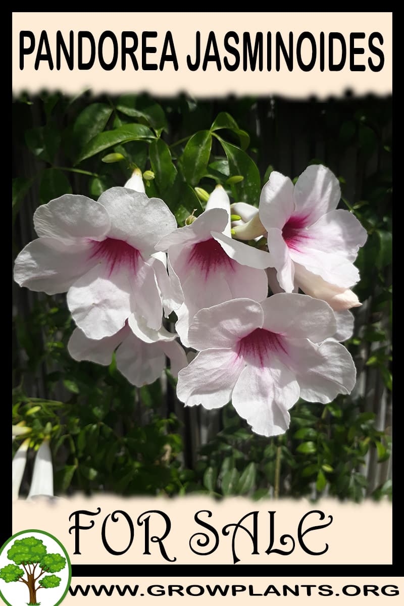 Pandorea jasminoides