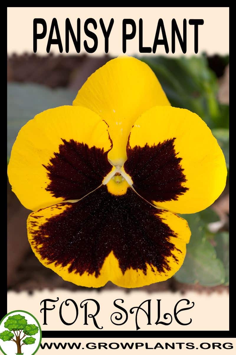 Pansy