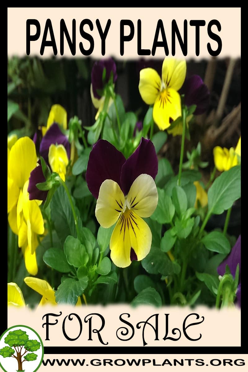 Pansy plants