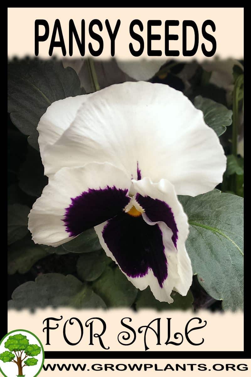 Pansy seeds
