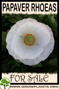 Papaver rhoeas for sale