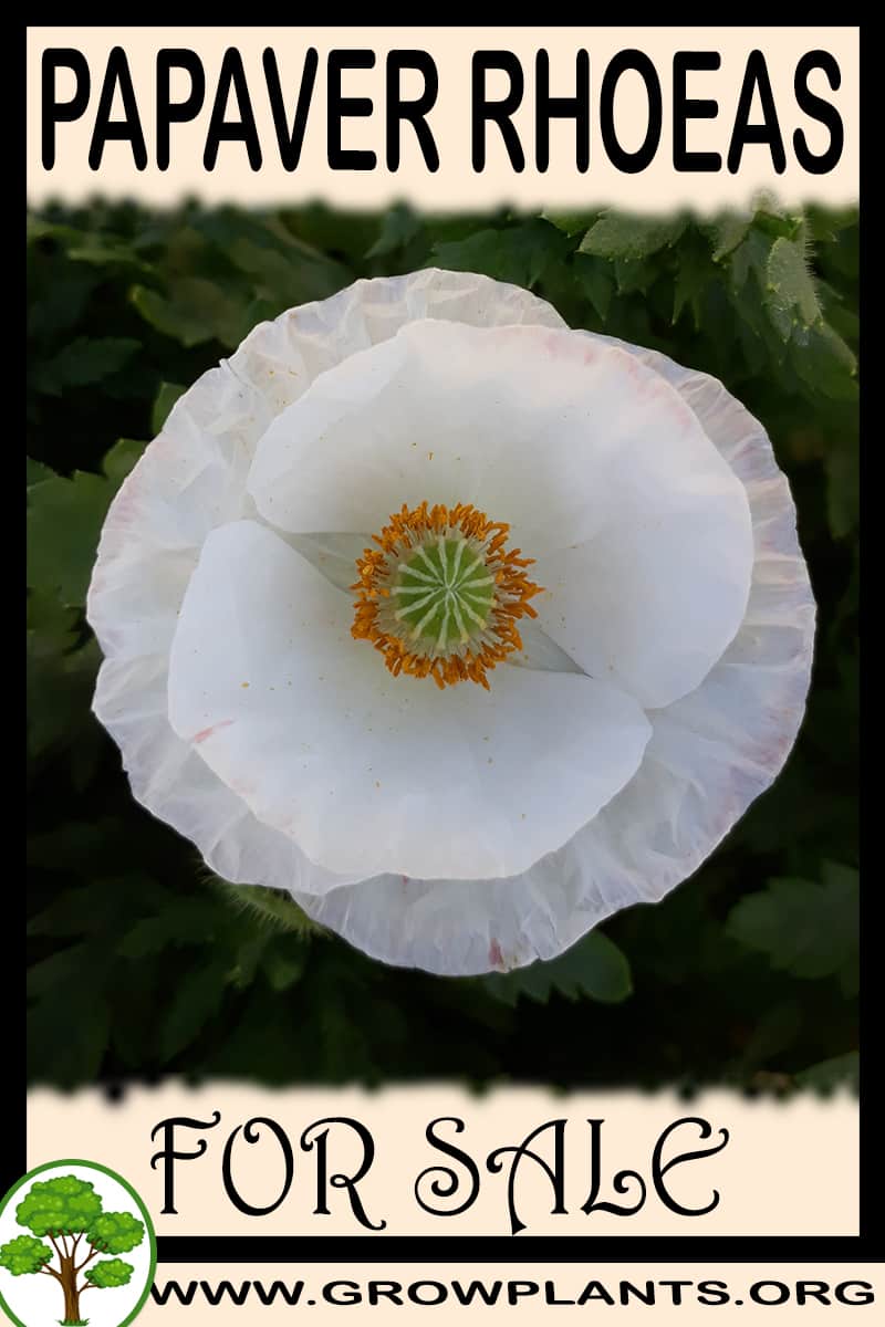 Papaver rhoeas