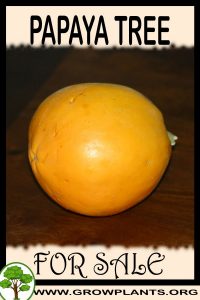 Papaya tree for sale