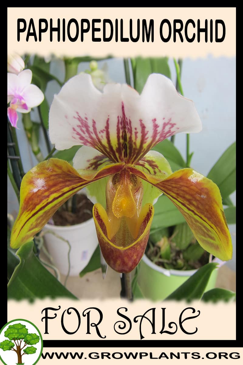 Paphiopedilum orchid
