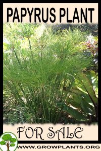 Papyrus plant for sale