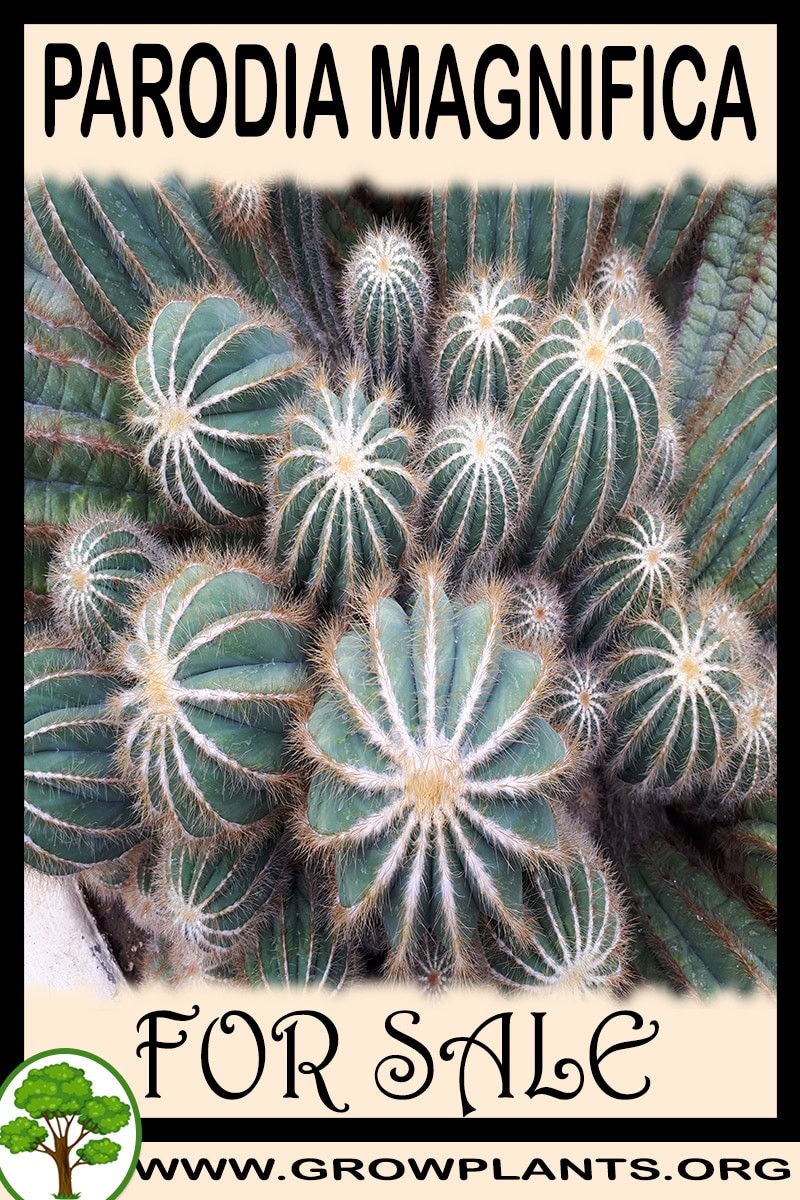 Parodia magnifica