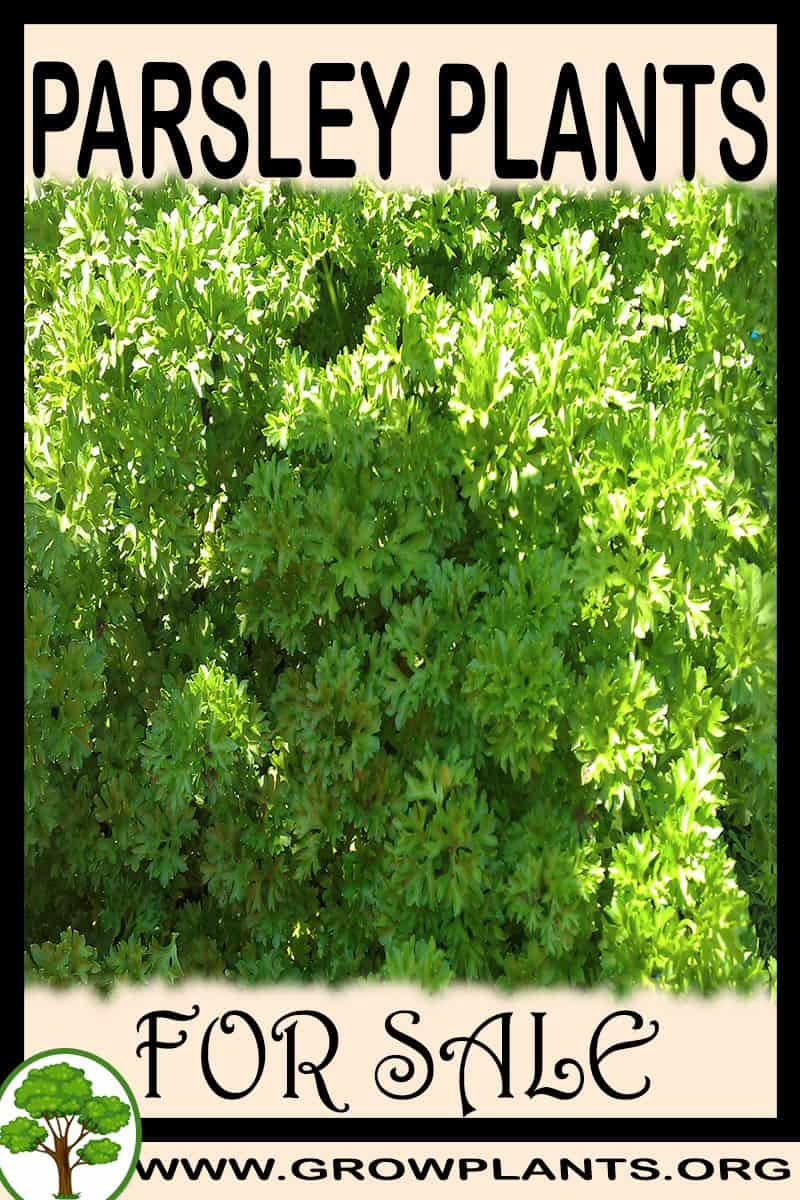 Parsley plants