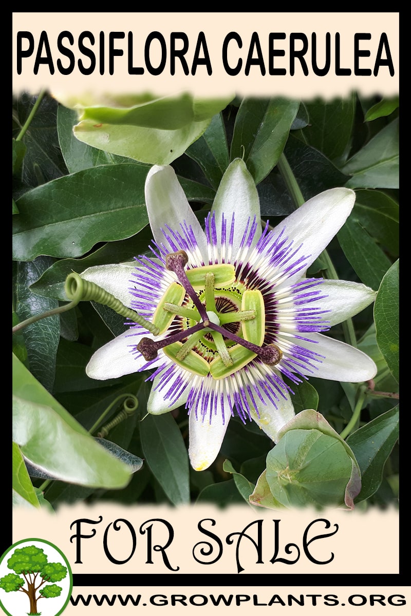 Passiflora caerulea