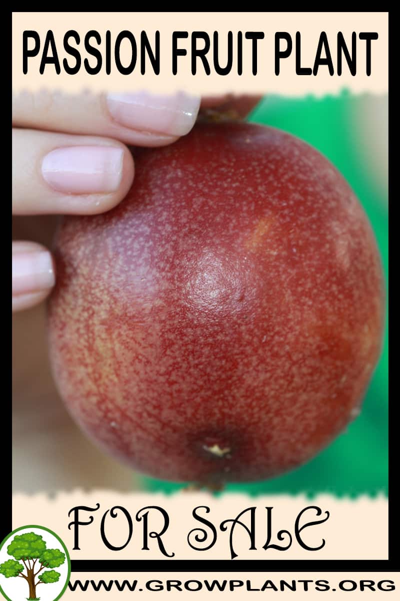 Passion fruit