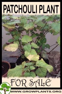 Patchouli plant for sale