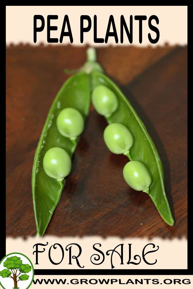 Pea plants