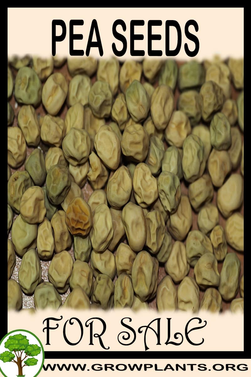 Pea seeds