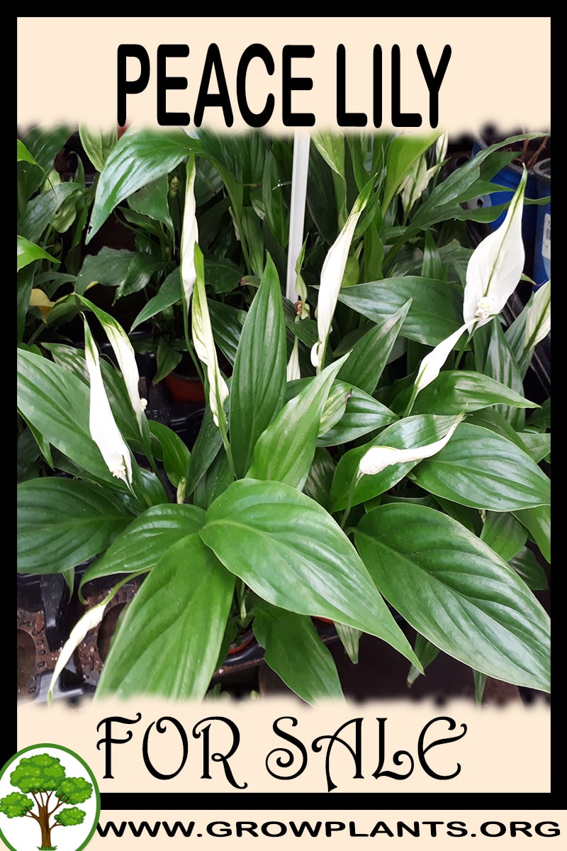 Peace lily