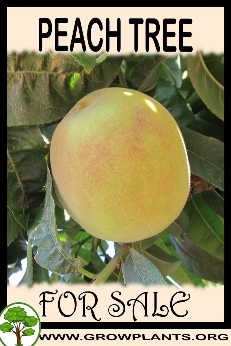 Peach tree