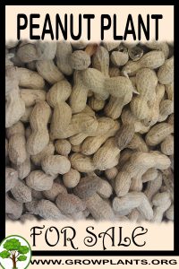 Peanut plant for sale