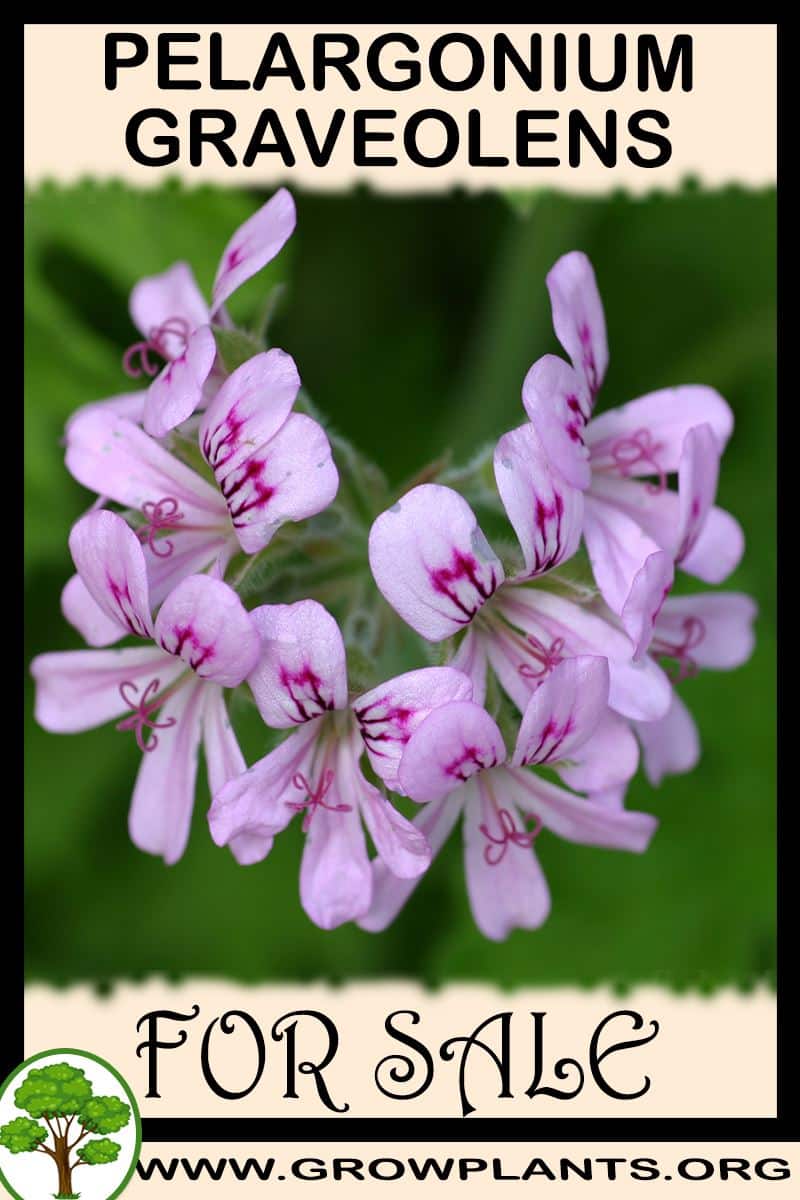 Pelargonium graveolens seeds