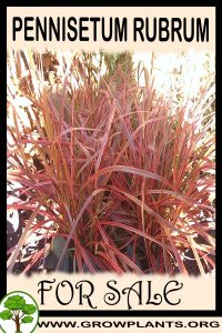 Pennisetum rubrum for sale