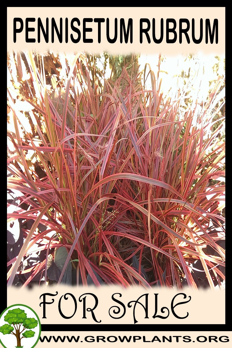 Pennisetum rubrum