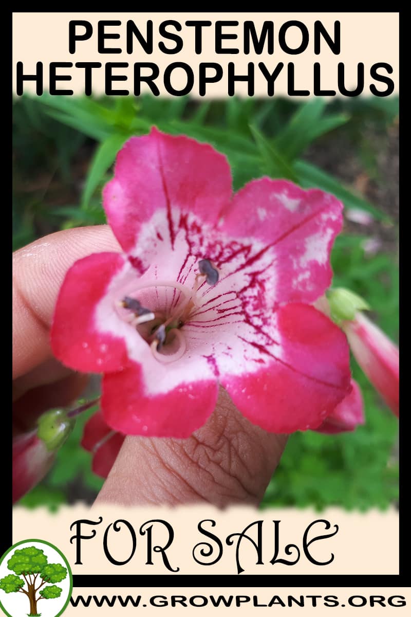 Penstemon Heterophyllus