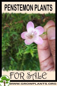 Penstemon plants for sale