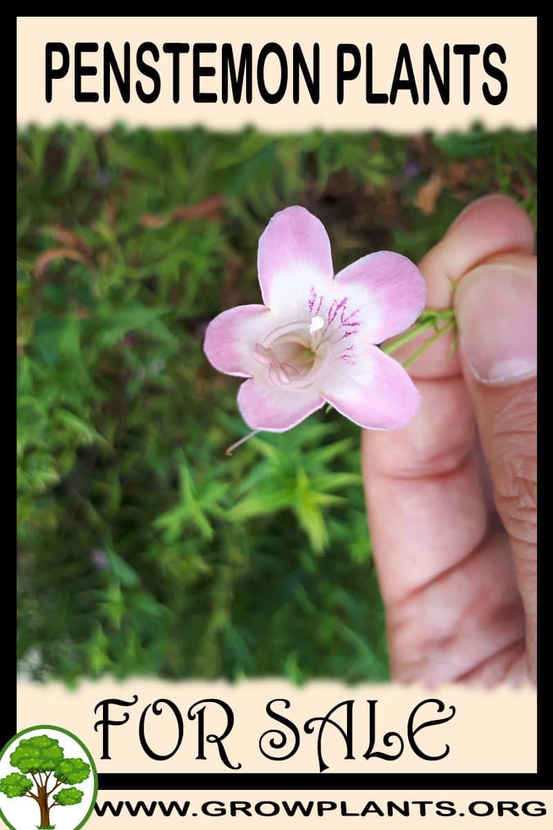 Penstemon plants