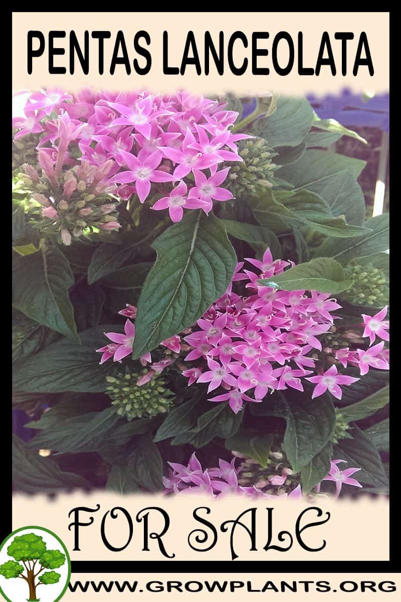 Pentas lanceolata