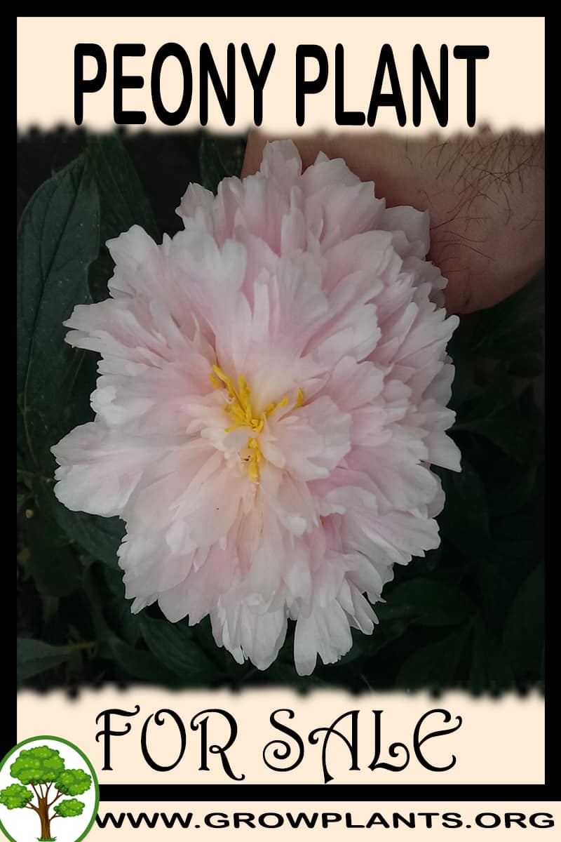 Peony
