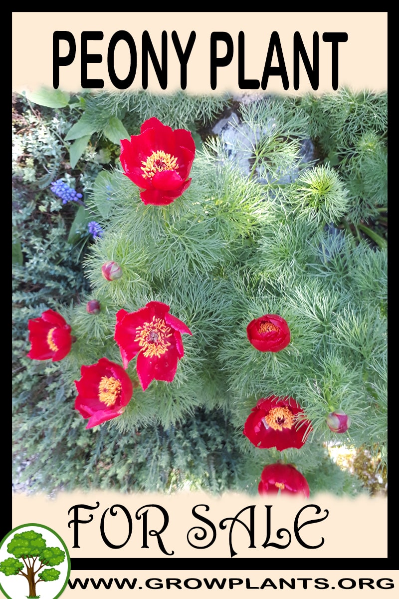 Peony