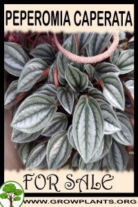 Peperomia caperata for sale