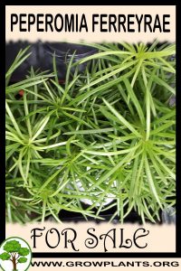Peperomia ferreyrae for sale