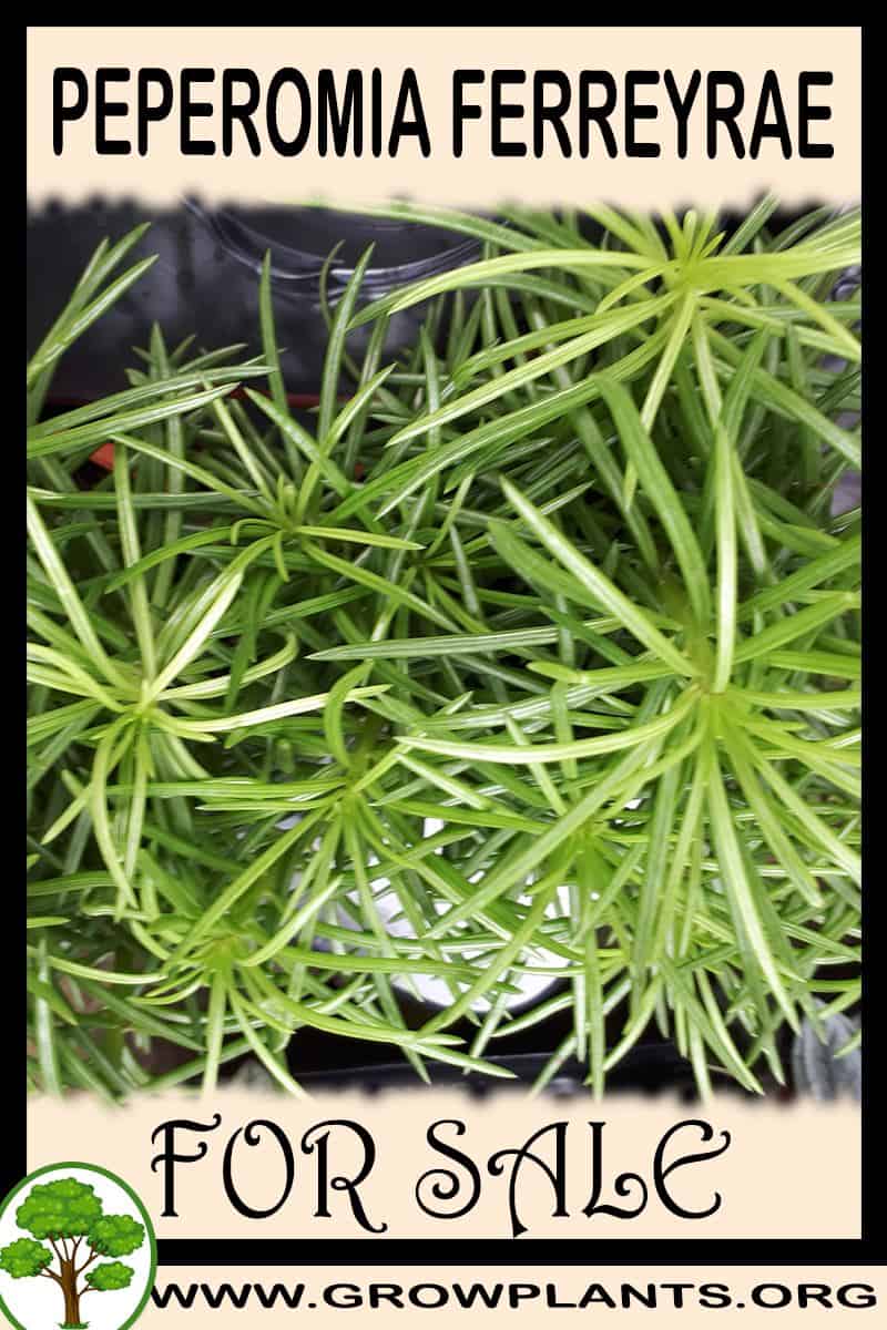 Peperomia ferreyrae