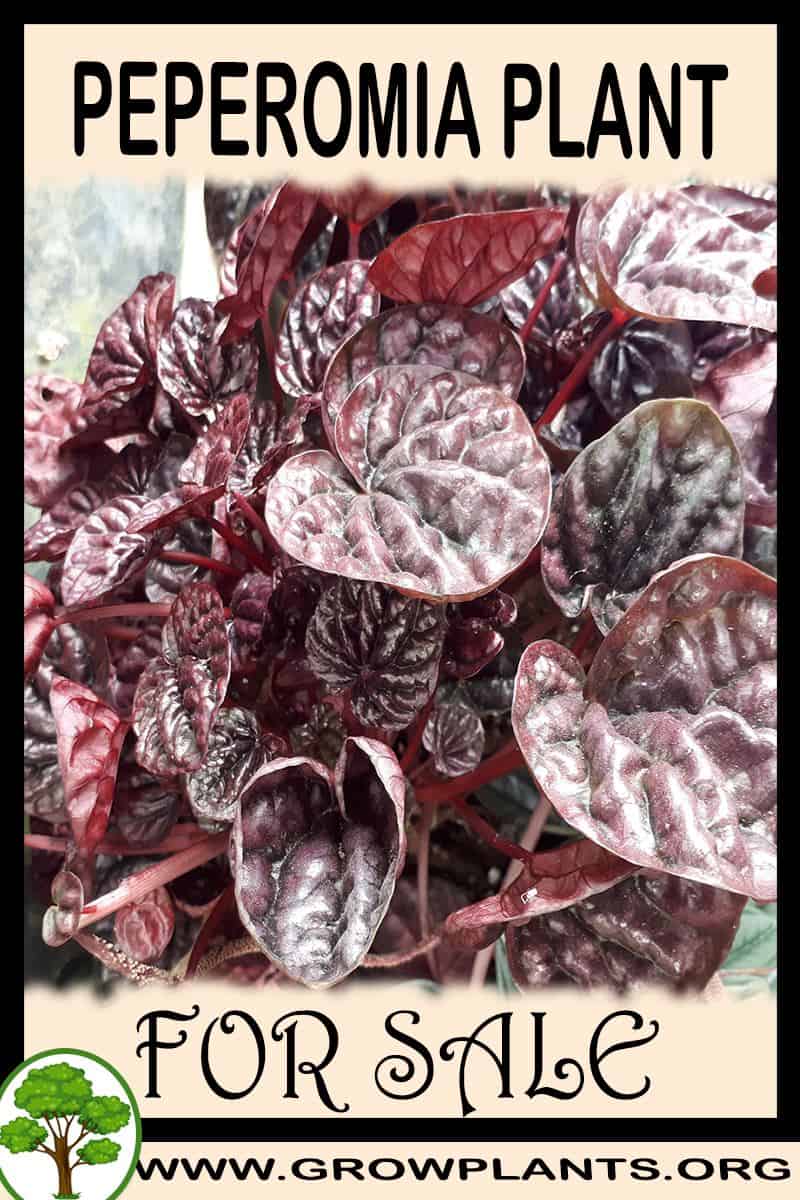 Peperomia